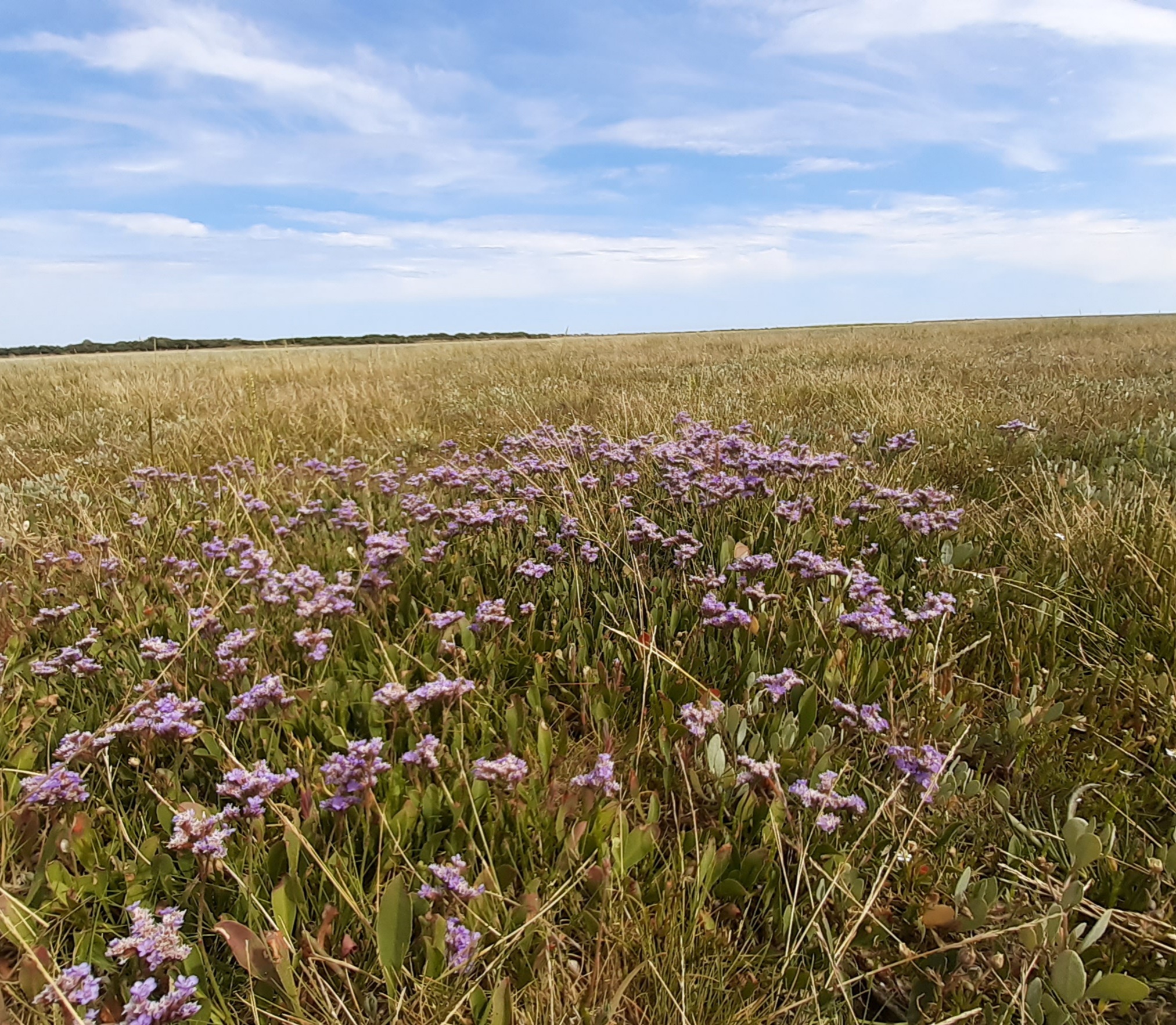 Sea Lavender Pagham Harbour – Legging Round Britain